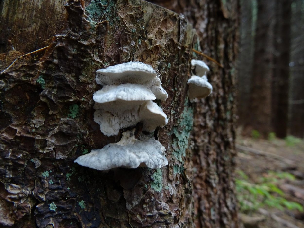 Гриб трутовик белый