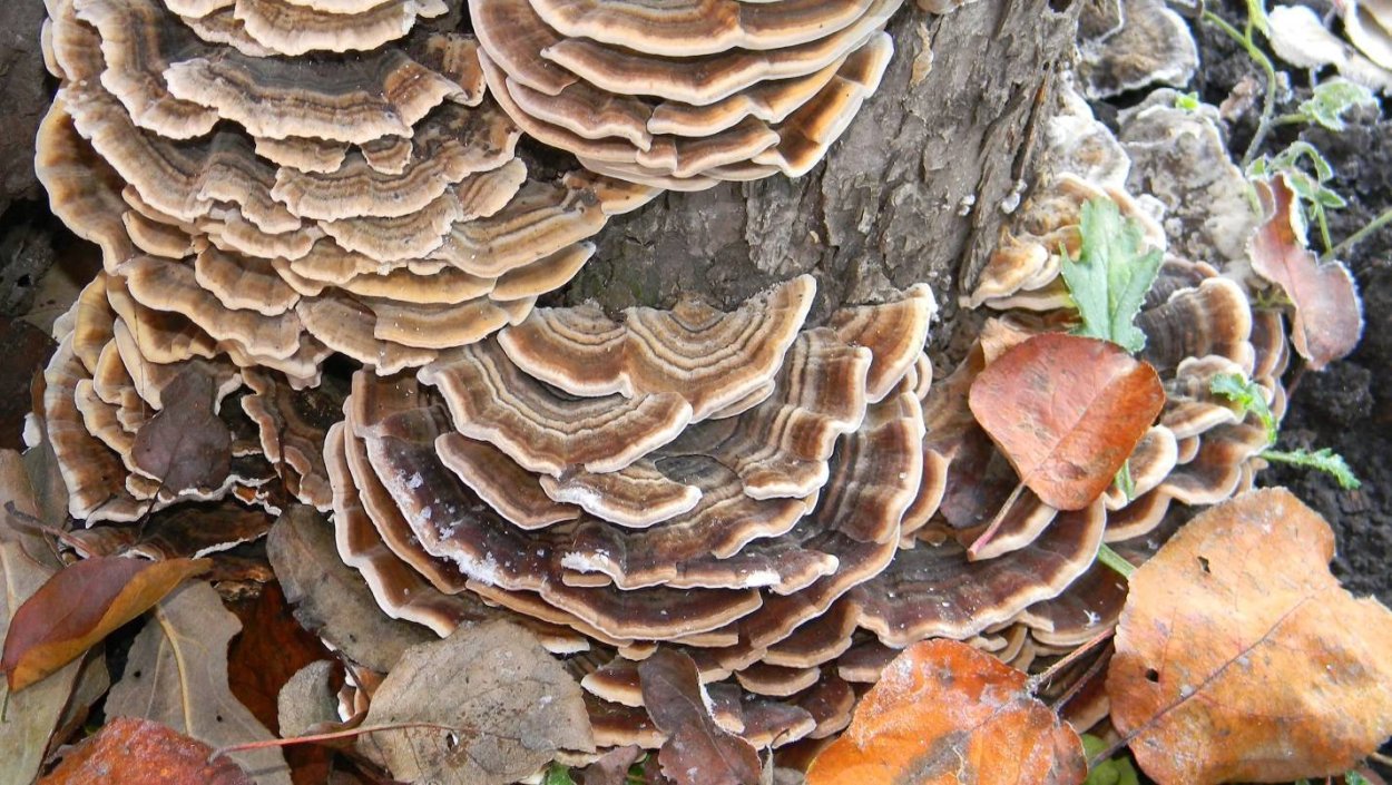 Трутовик лиственничный