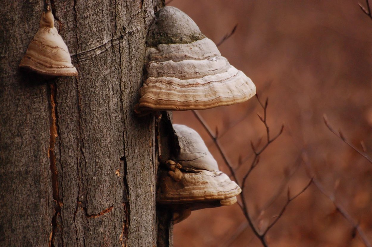 Трутовик настоящий