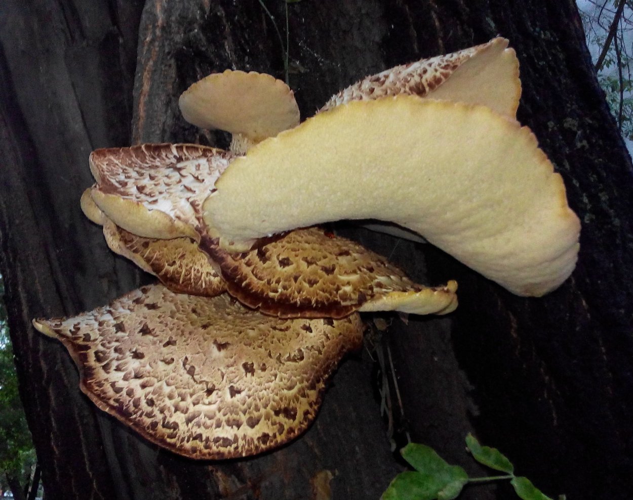 Трутовик пестрый