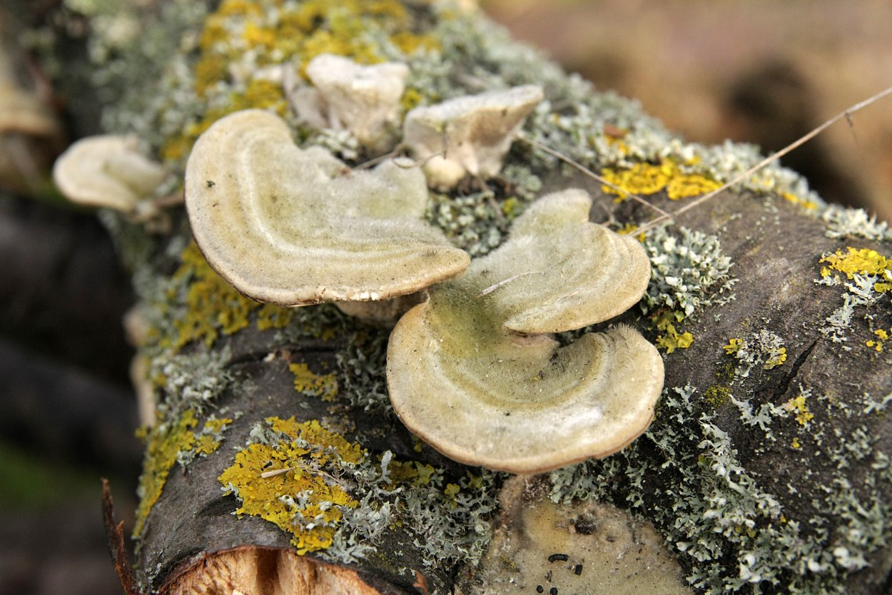 Траметес хирсута