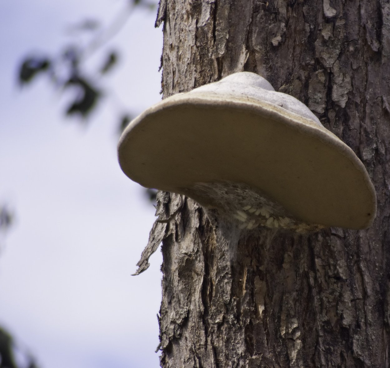 Трутовик Литшауэра