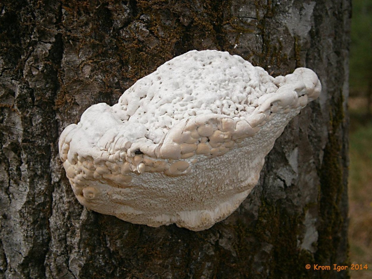 Трутовик горбатый