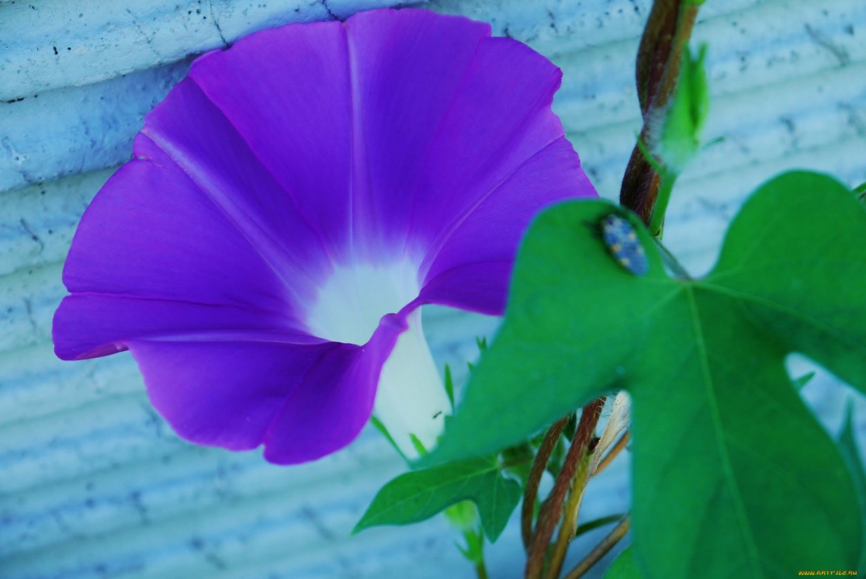 Ипомея Беляночка