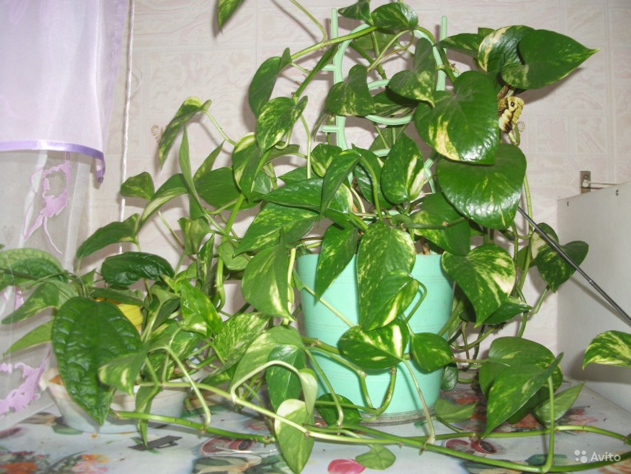 Кротон мужегон