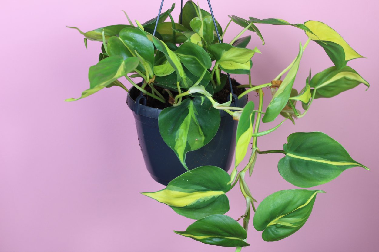 Филодендрон Вьюн