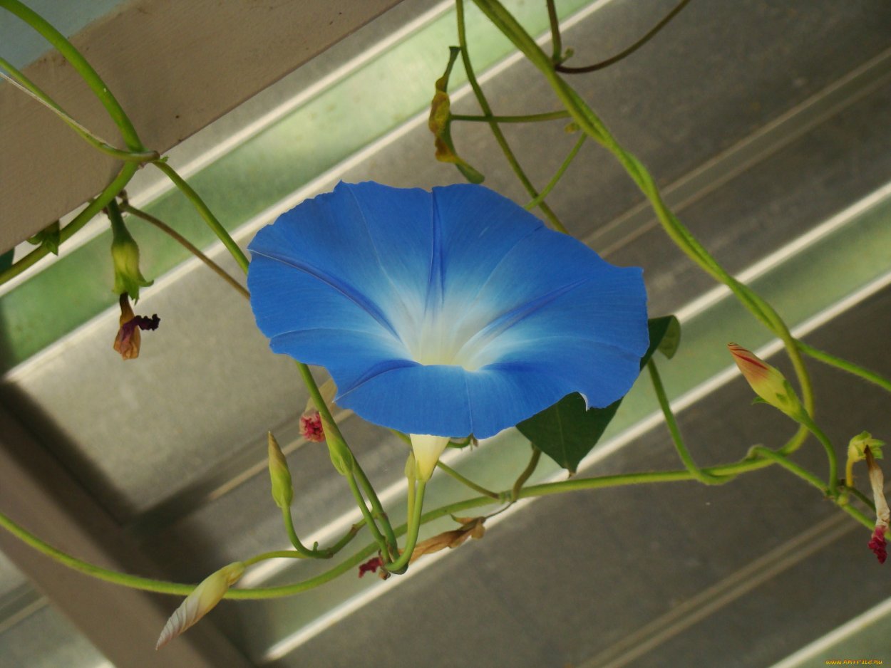 Вьюнок комнатный