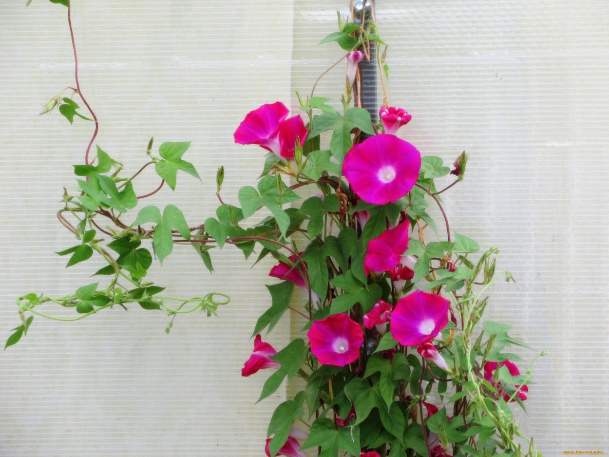 Вьюнок красное Знамя