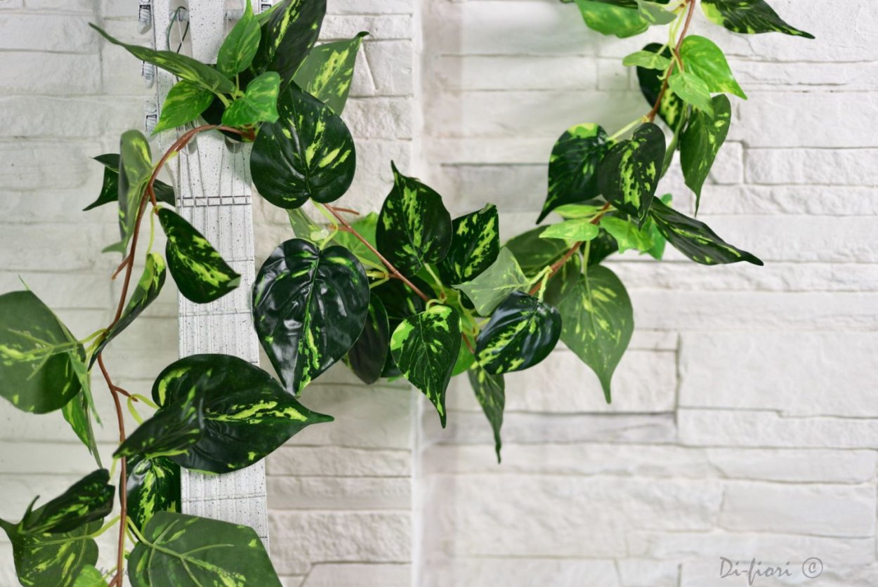 Вьюн комнатное растение