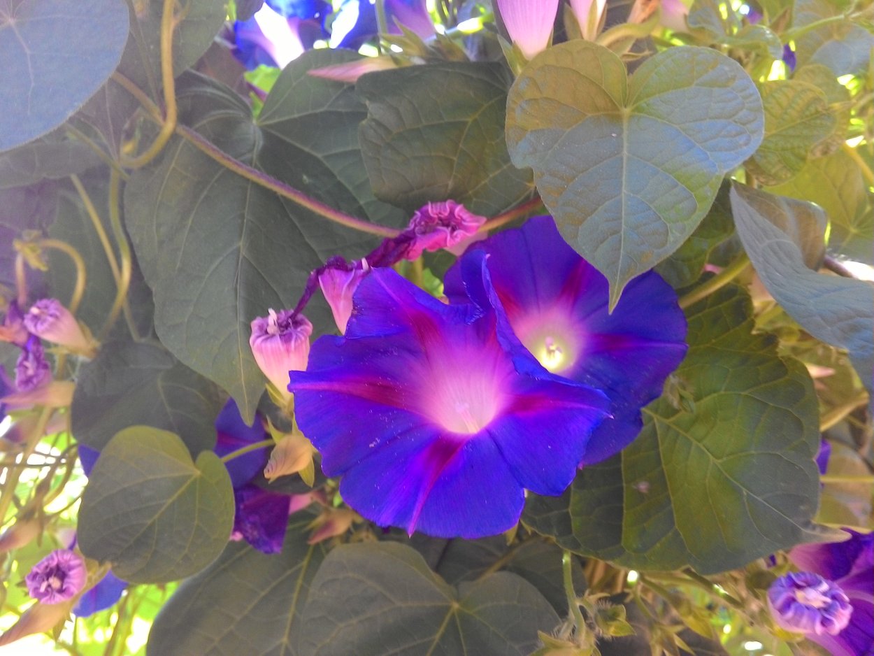 Вьюн цветок домашний