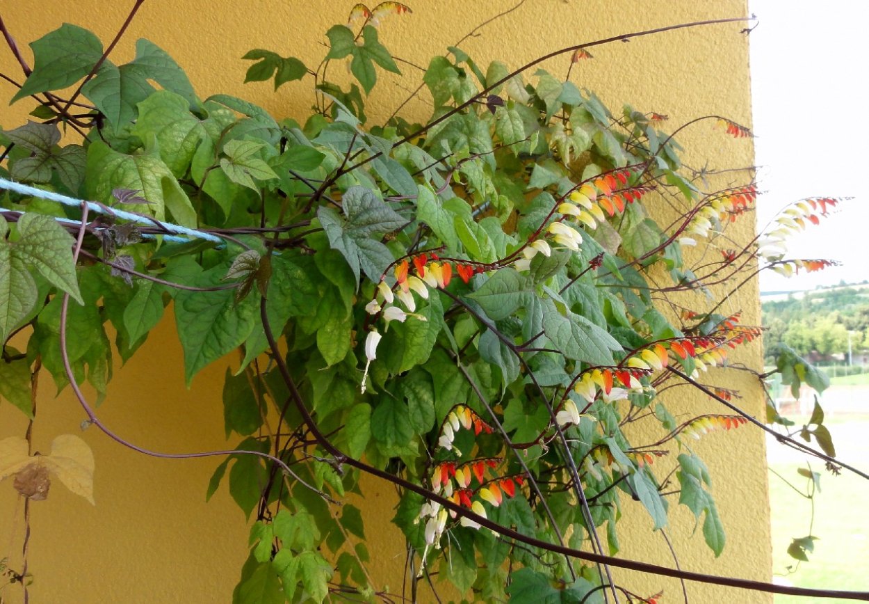 Ипомея мина Лобата 0,5 г