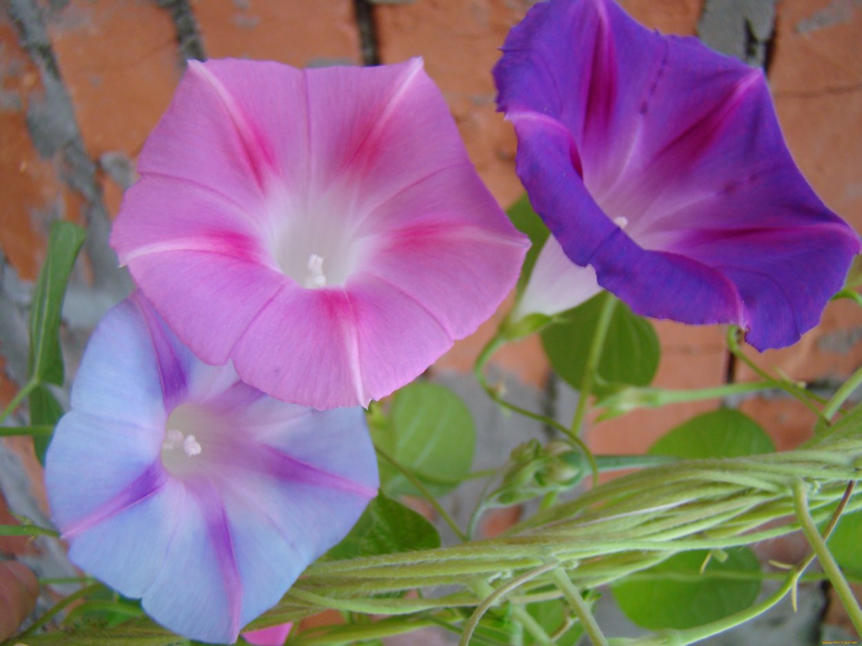 Цветок Вьюнок комнатный