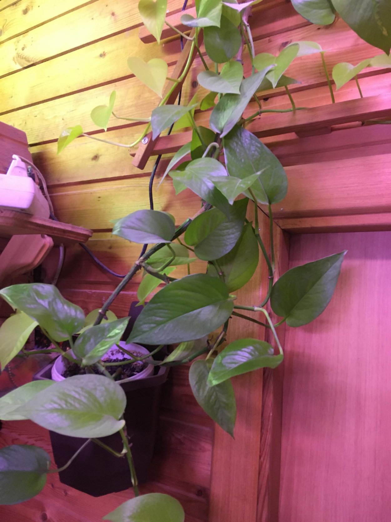 Вьюн домашний цветок Цветущий