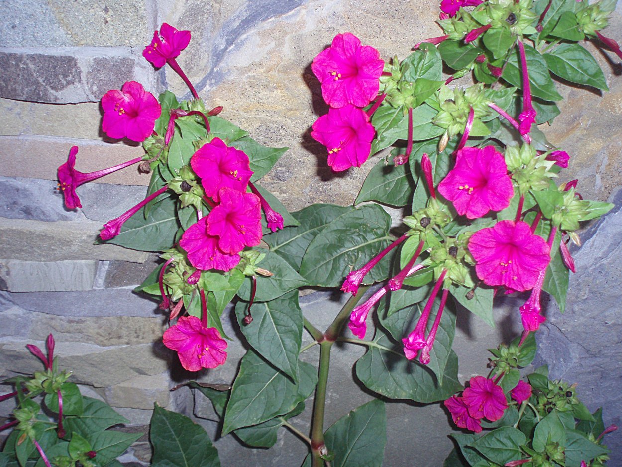 Цветок недотрога Вьюн