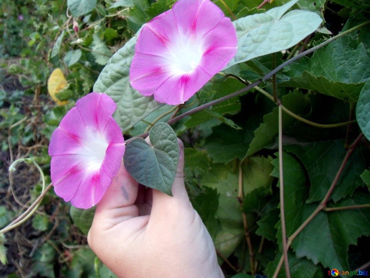 Вьюнок высота