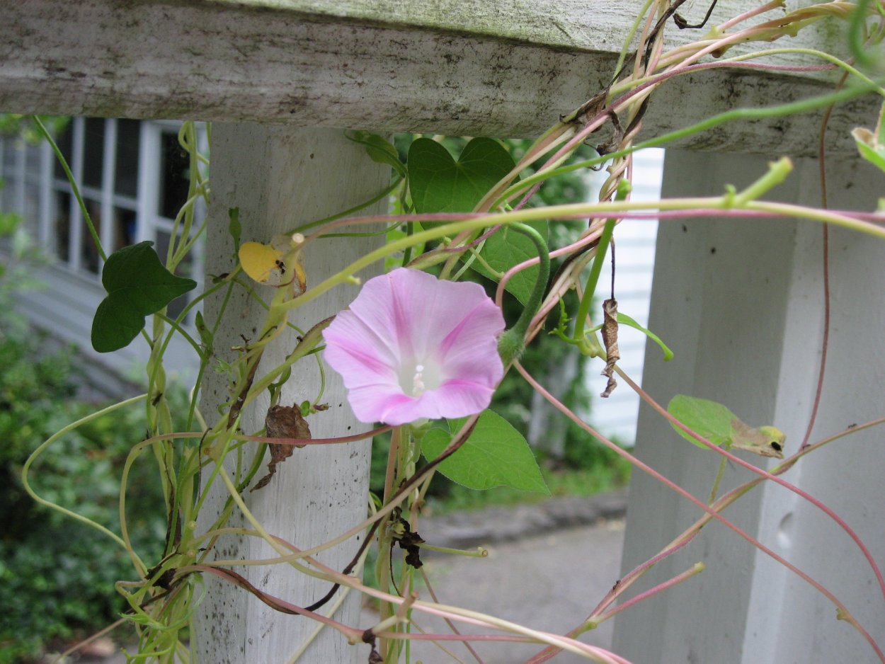 Ипомея болусиана