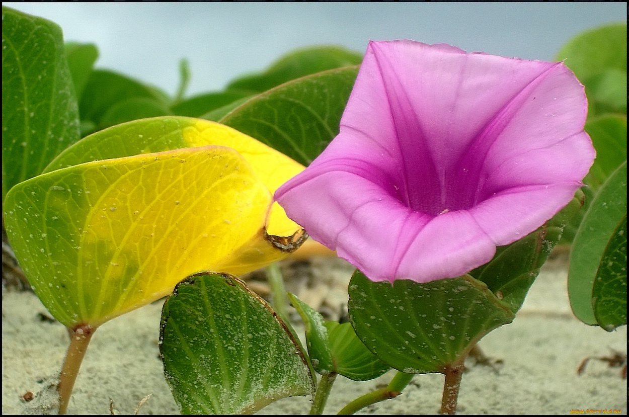 Вьюнок домашний