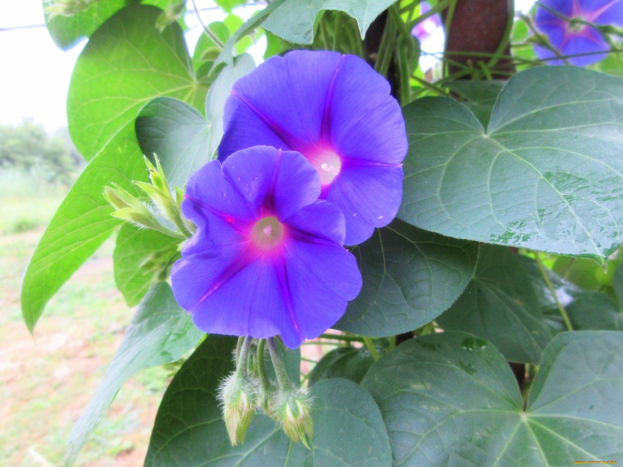 Ипомея сиреневая