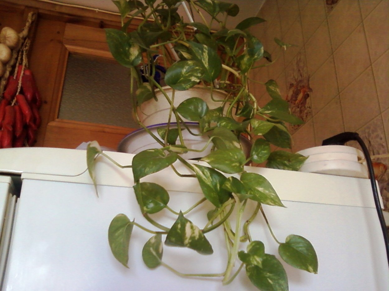 Сциндапсус Вьюн Лиана