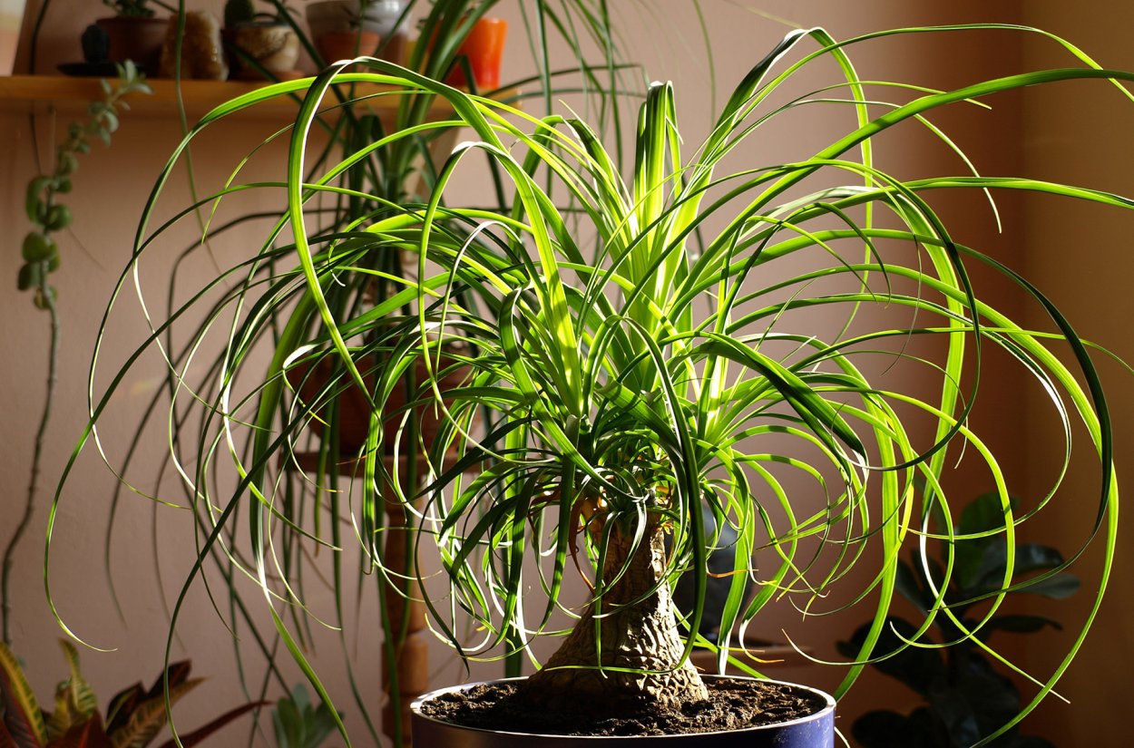 Нолина Бокарнея