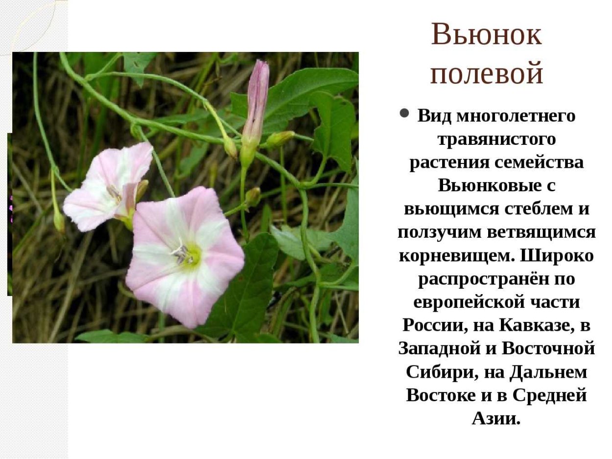 Вьюнок полевой семейство