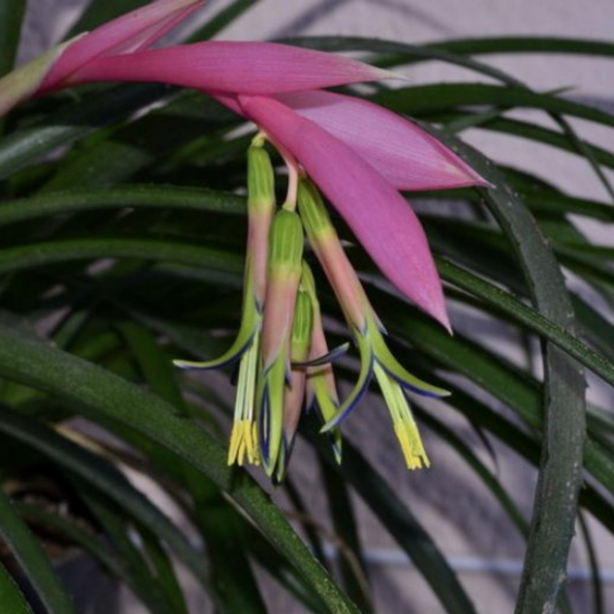 Бильбергия поникшая