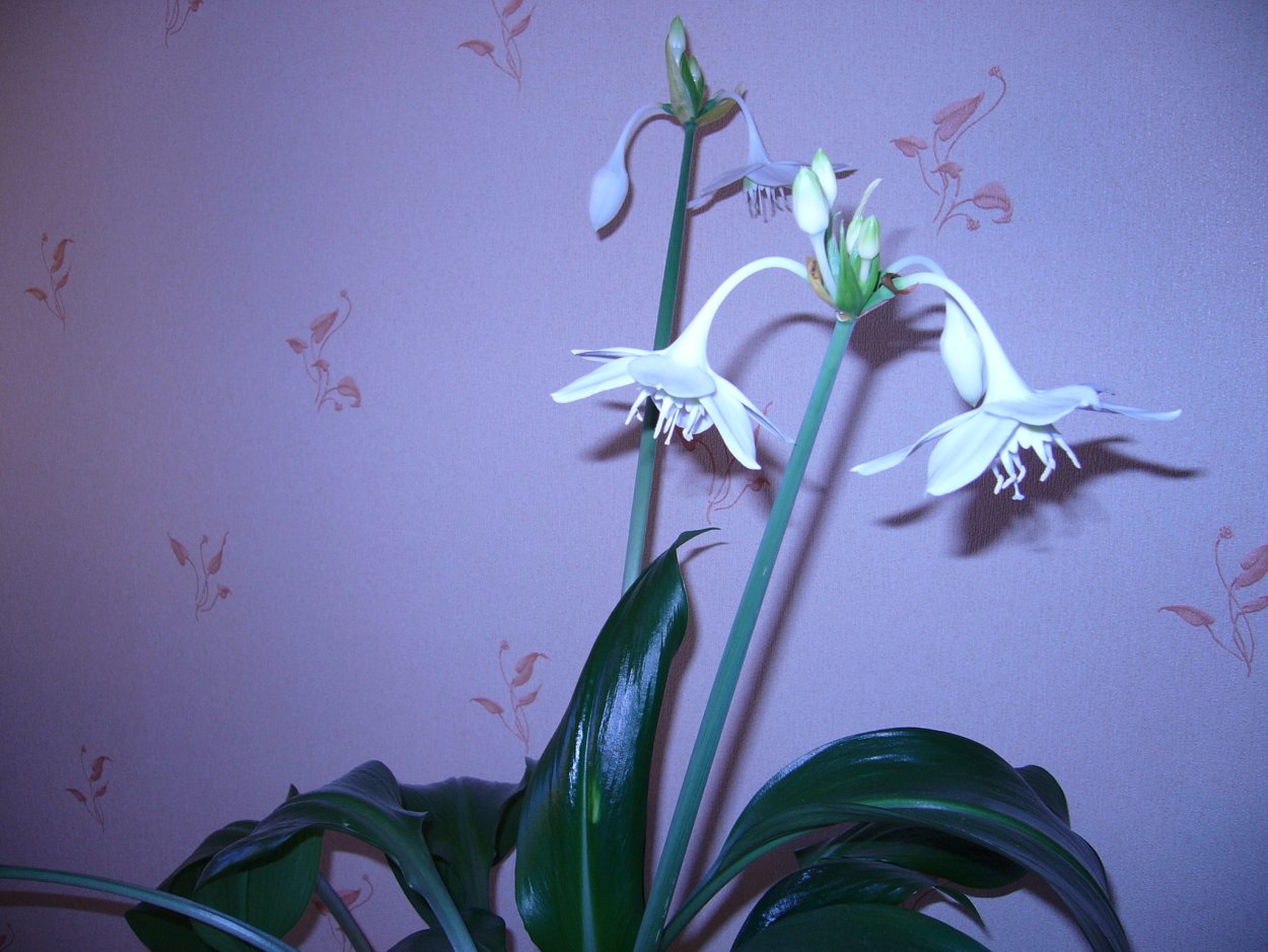 Эухарис Сандера