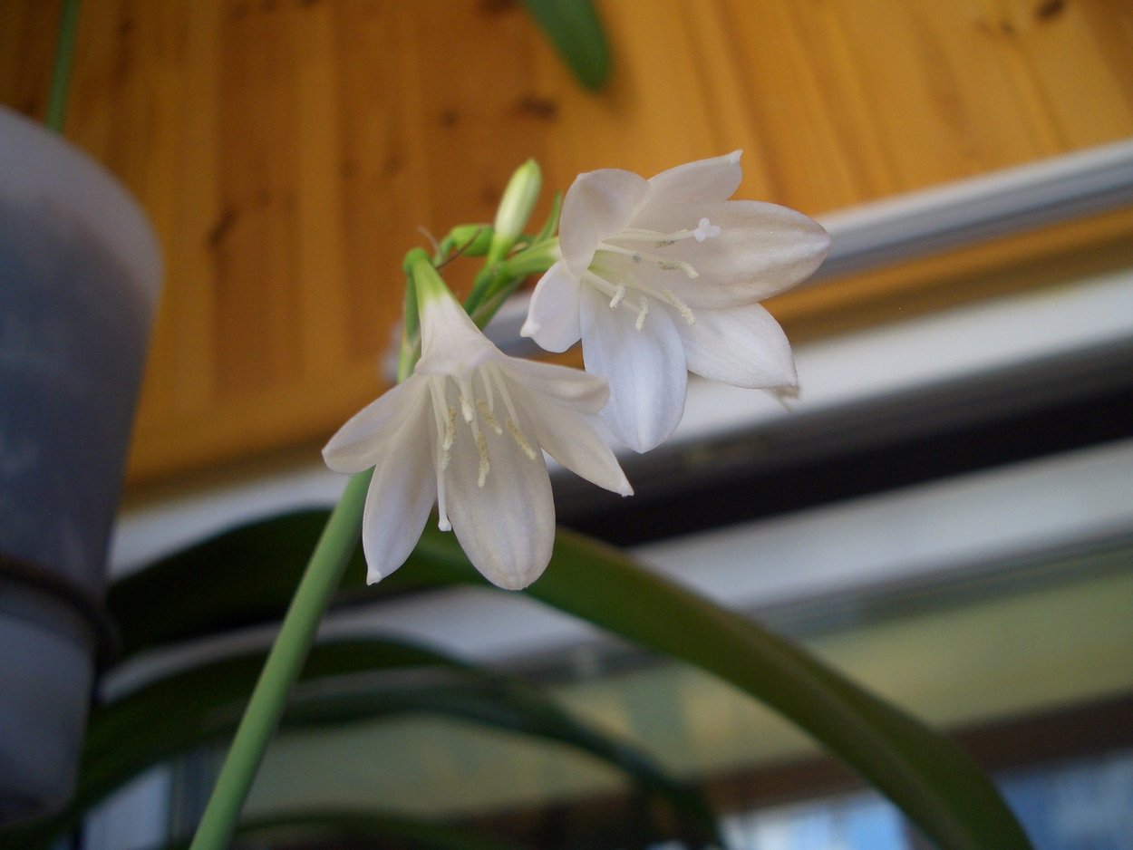 Эухарис беззубчатый