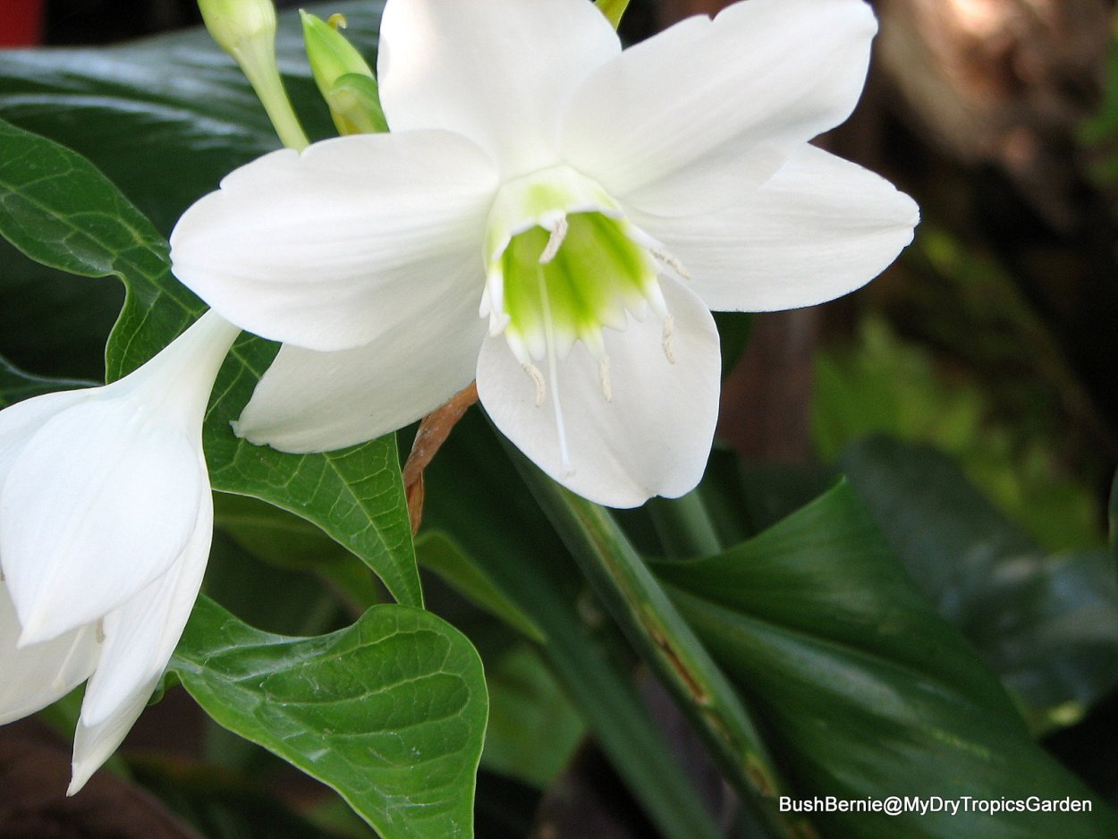 Эухарис тропиков