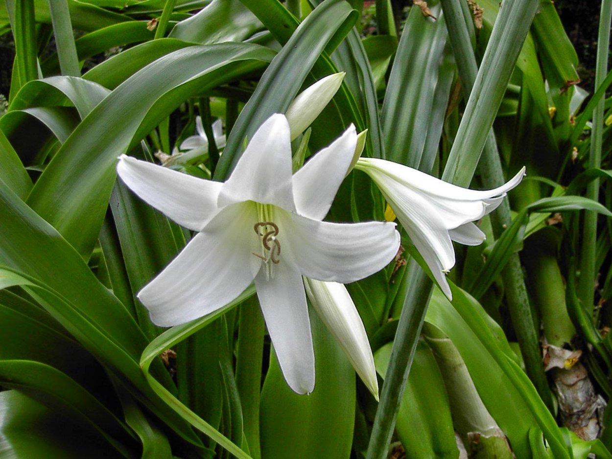 Кринум Пауэлла powellii