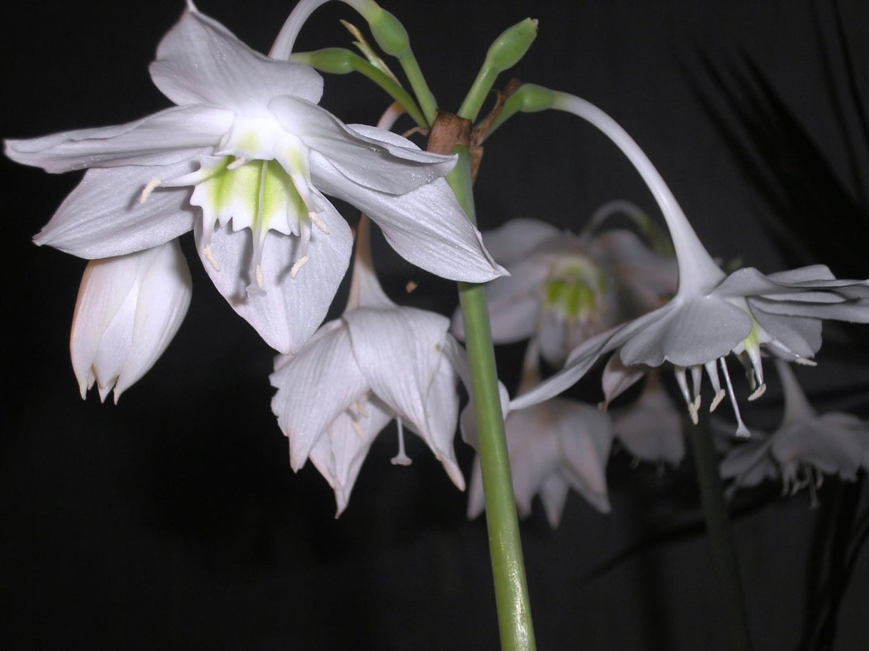 Эухарис Сандера