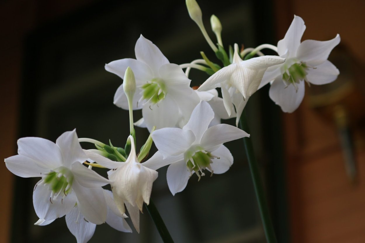 Нарцисс - эухарис,