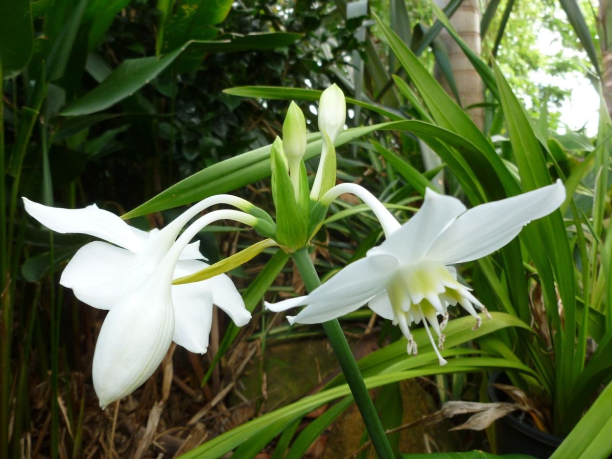 Эухарис амазонский