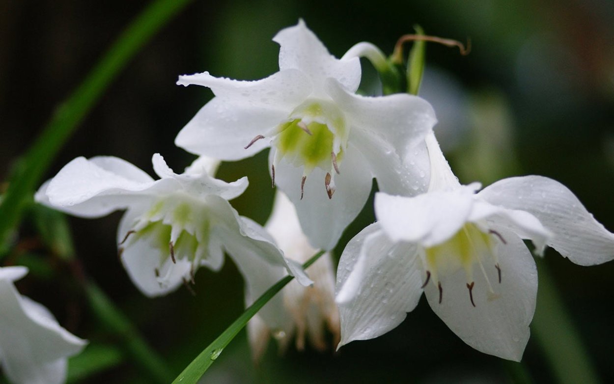 Эухарис Мастерса (Eucharis mastersii)