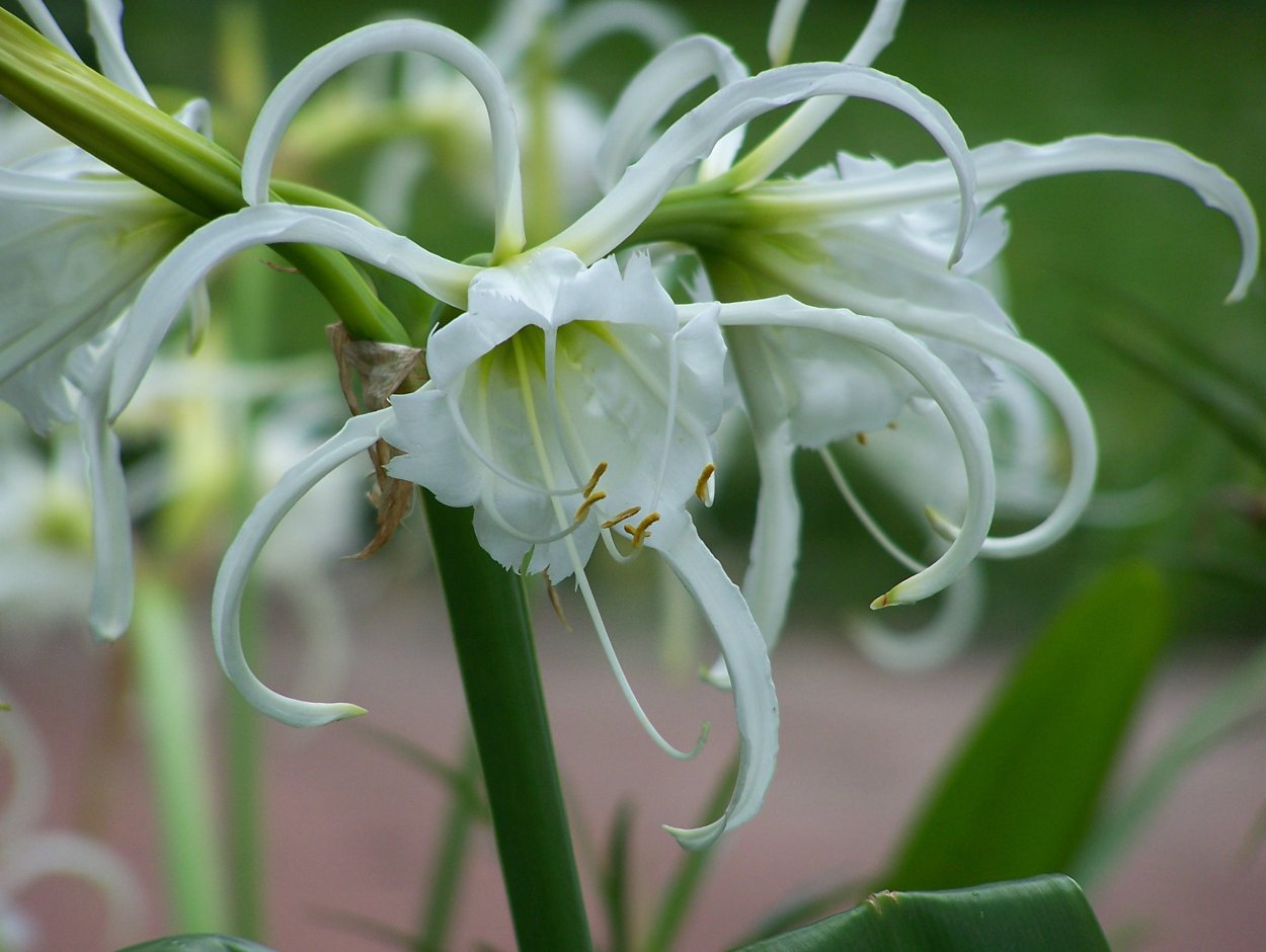 Гименокаллис исмене