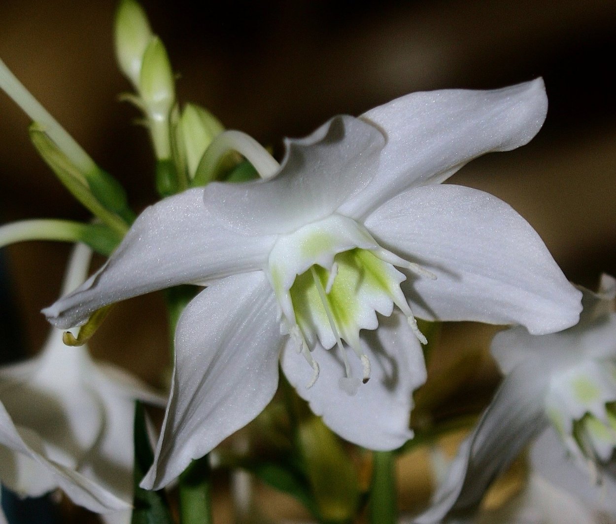 Эухарис Мастерса (Eucharis mastersii)