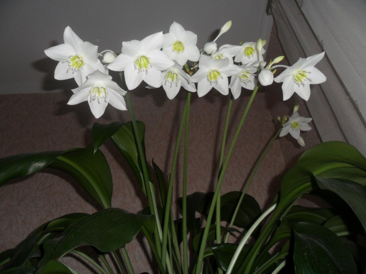 Эухарис грандифлора