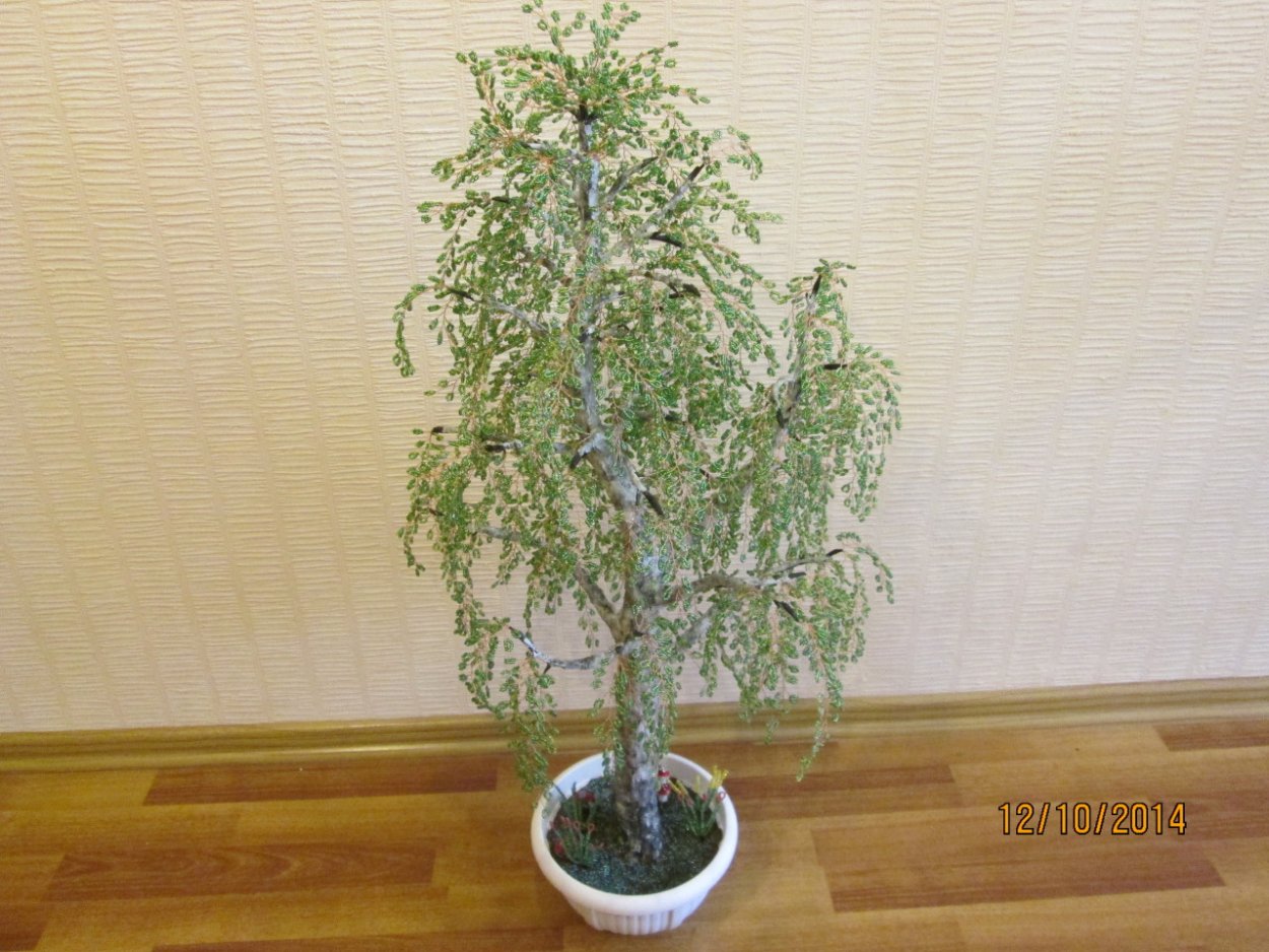 Береза в горшке