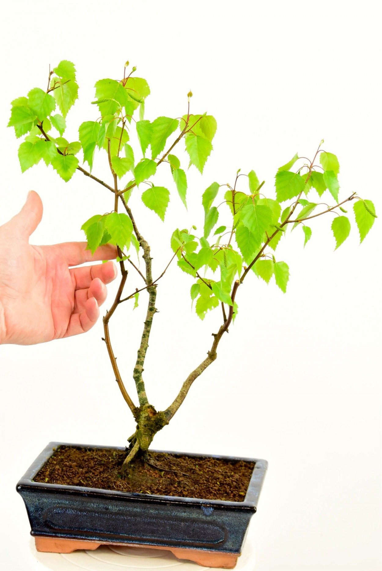 Бонсай саженцы