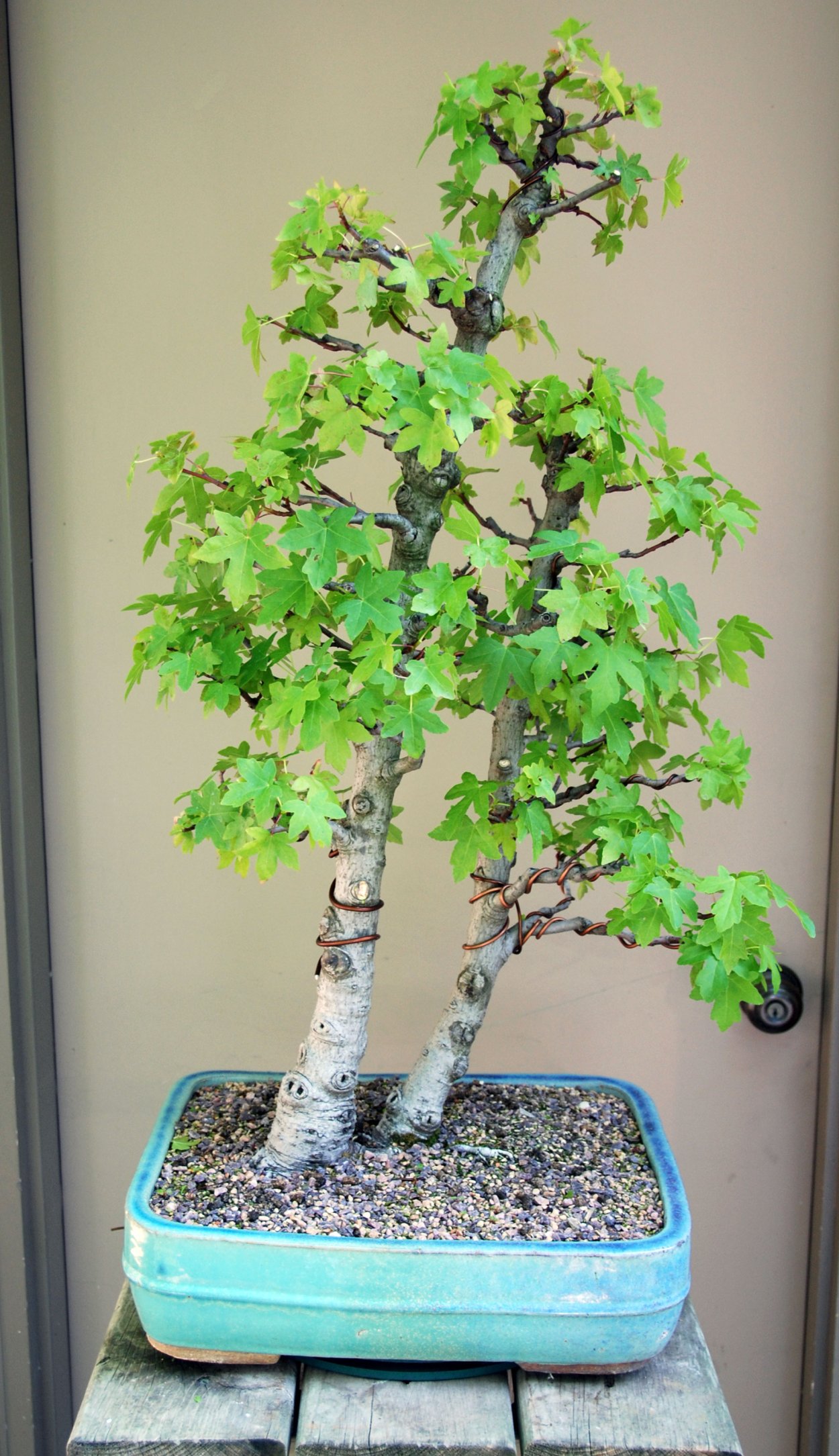 Бонсай Березка