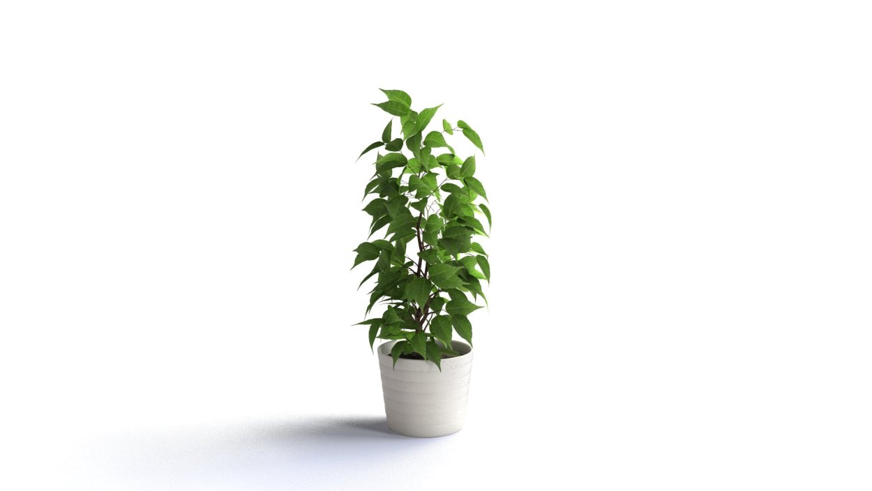 Фикус Бенджамина на прозрачном фоне