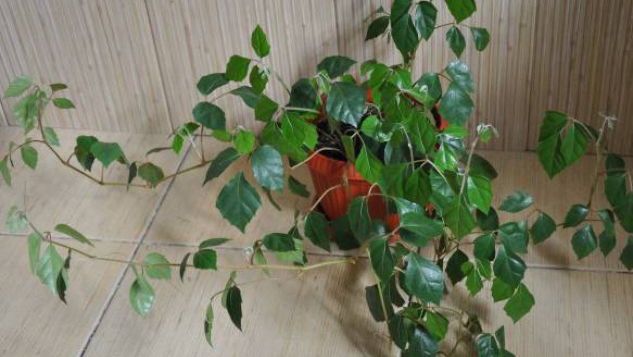 Комнатные лианы циссус