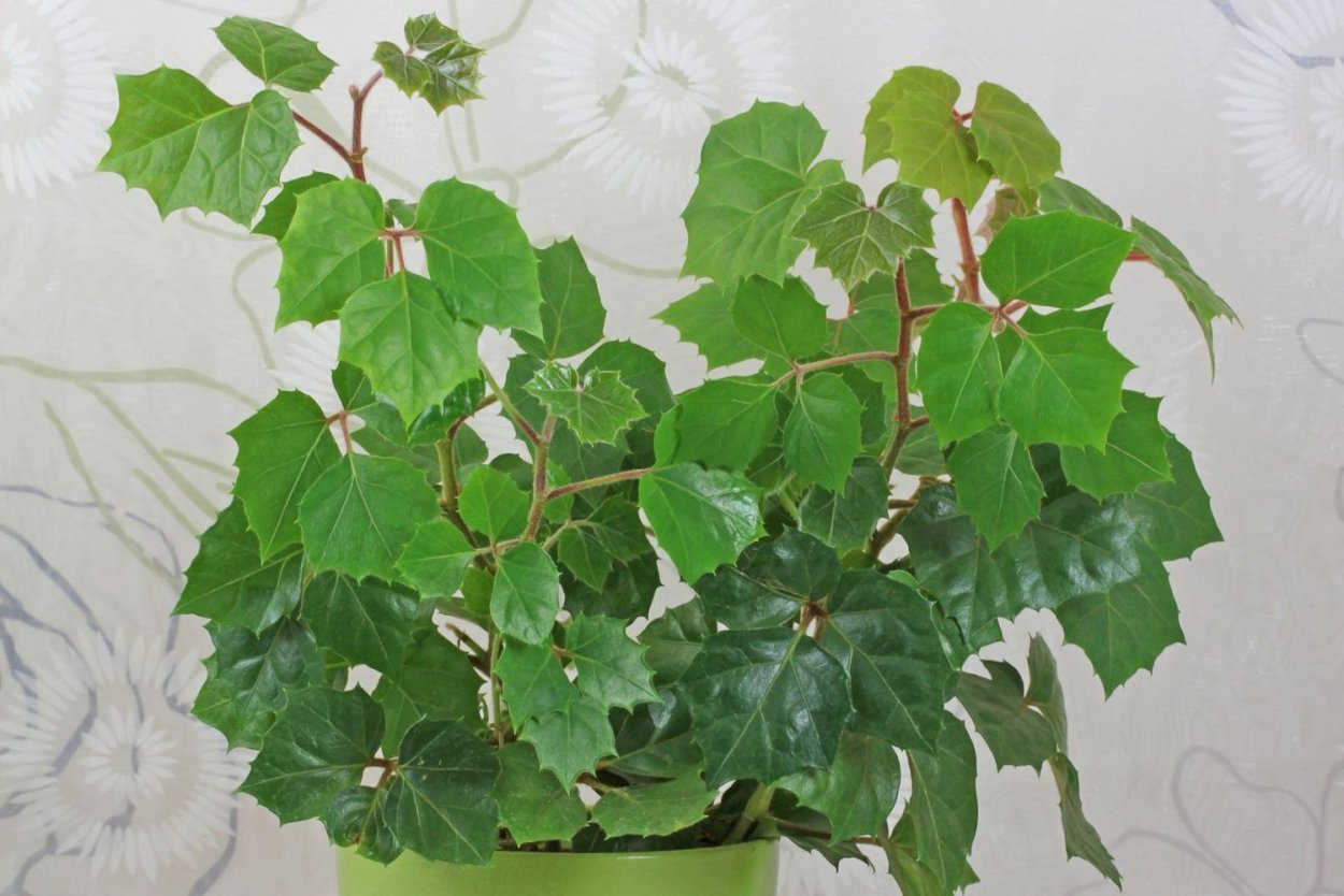 Циссус Арктический