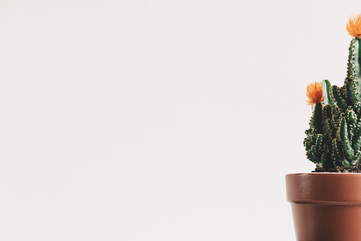 Цветы Минимализм