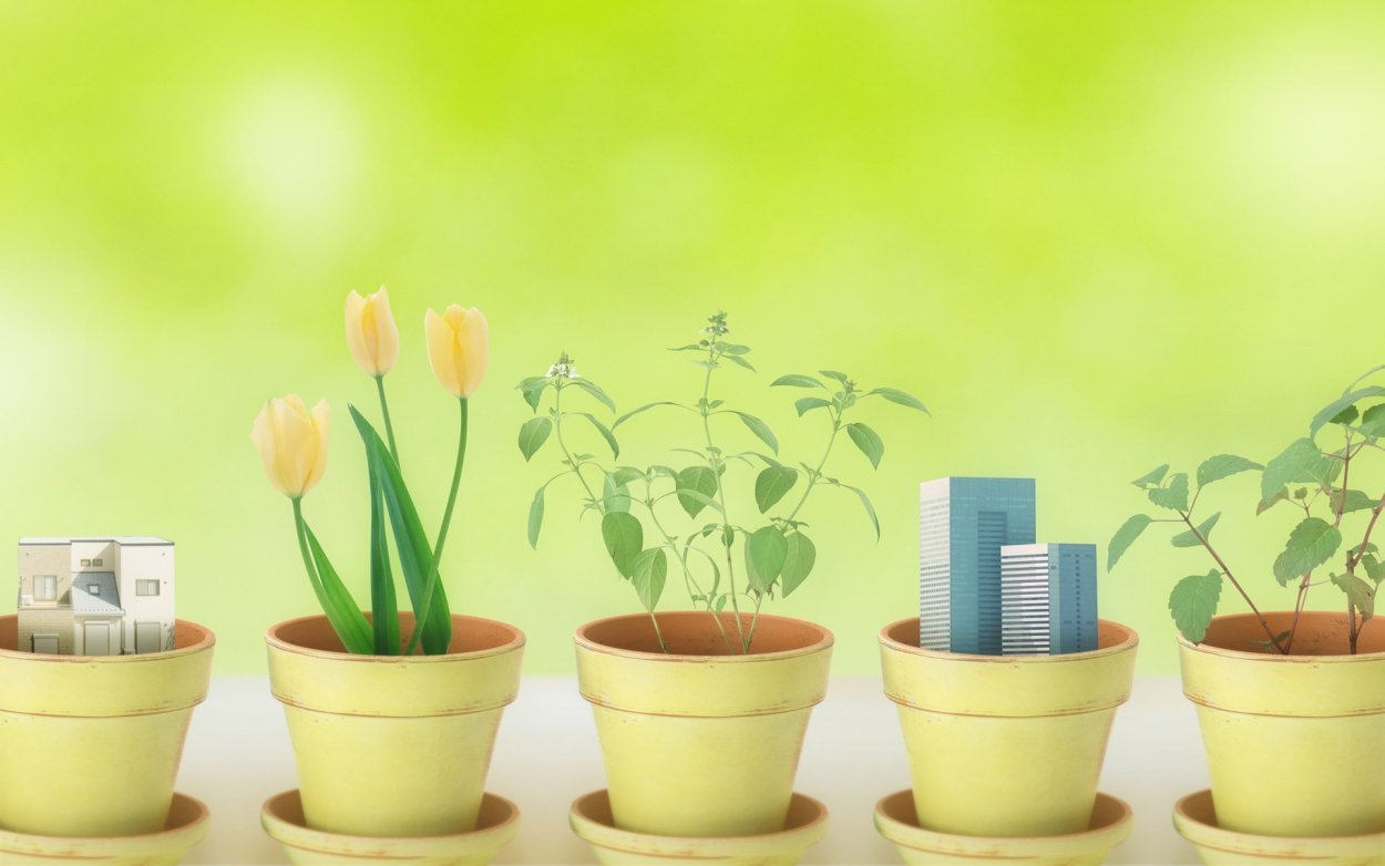 Цветы в горшках