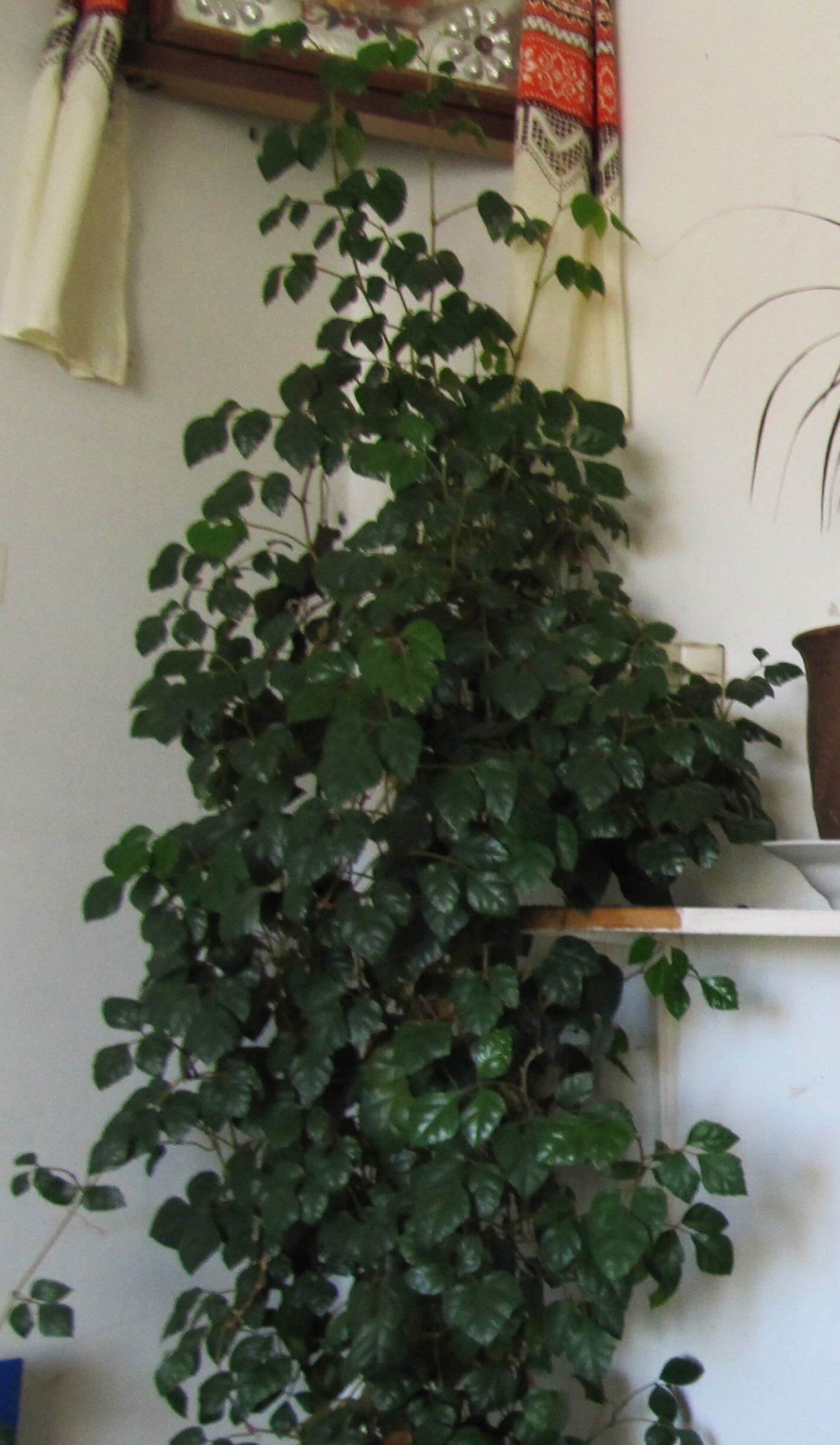 Циссус комнатная Березка