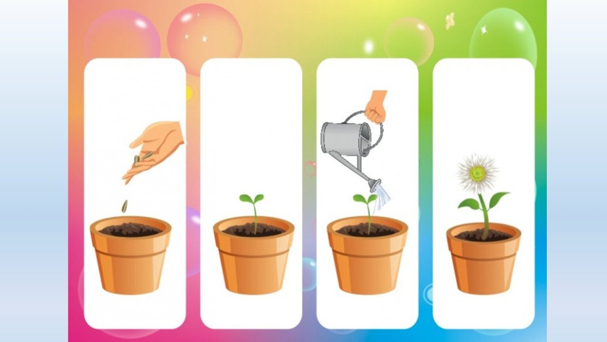 Последовательность роста растений