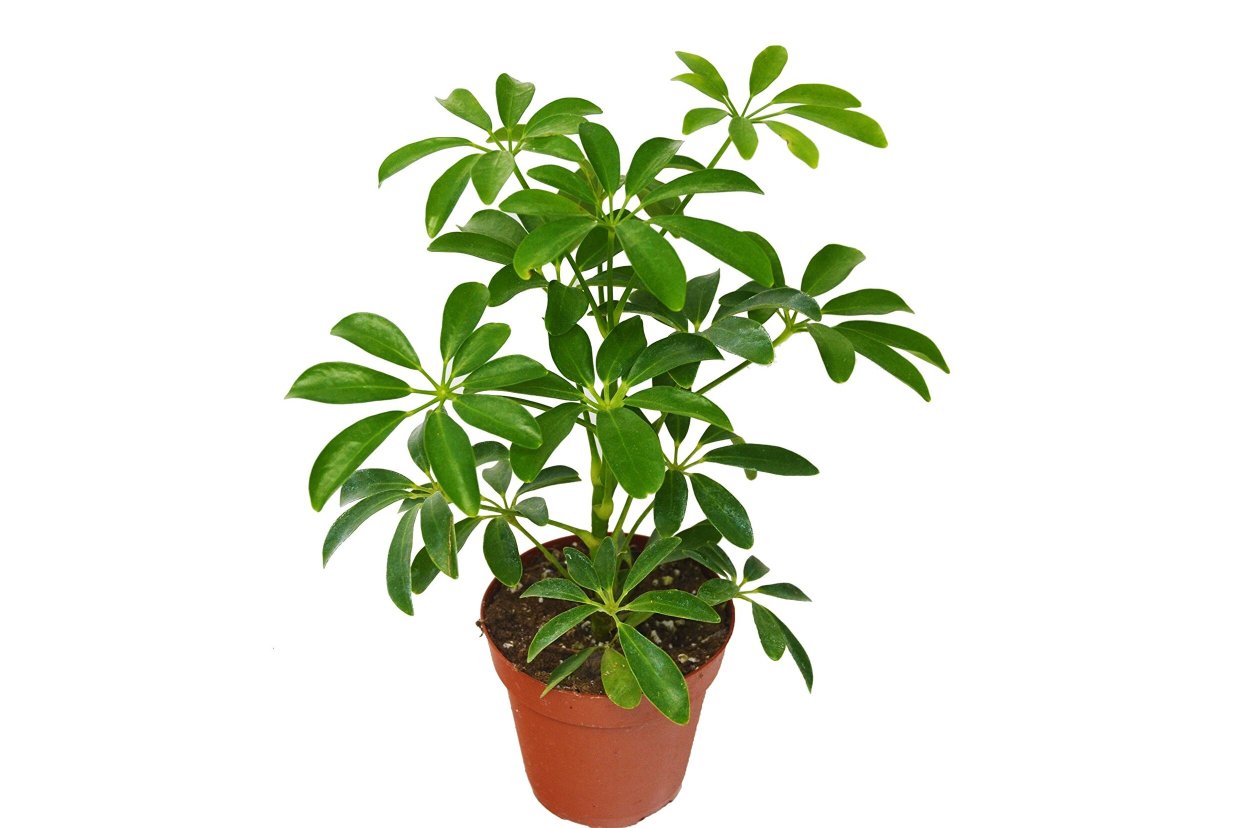 Шеффлера восьмилисточковая – Schefflera octophylla