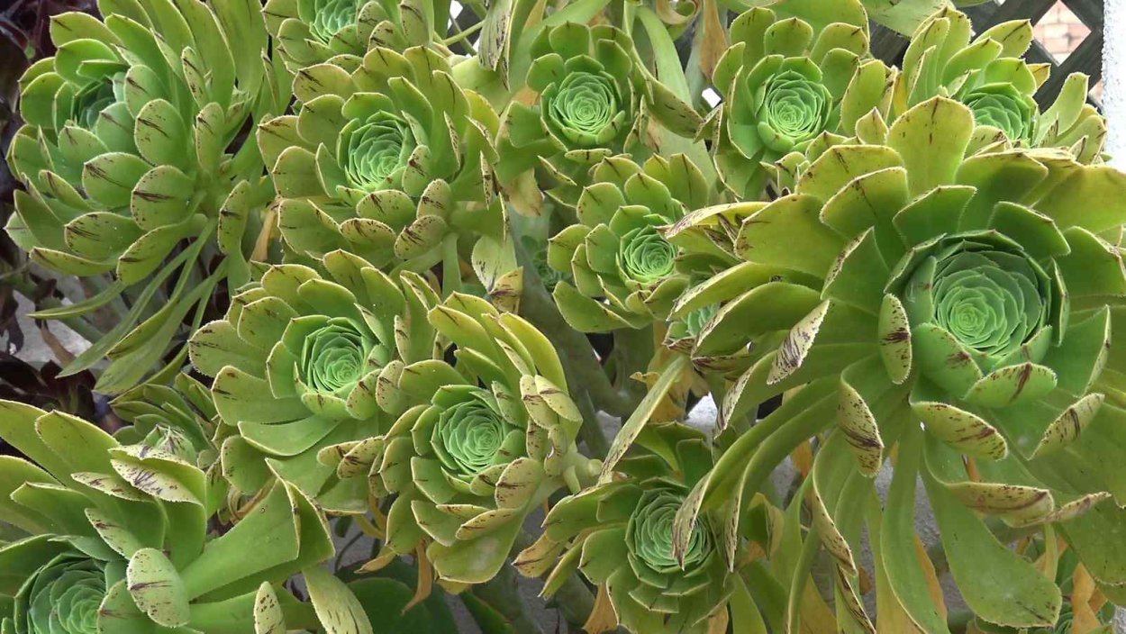 Эониум роза Корнуолла