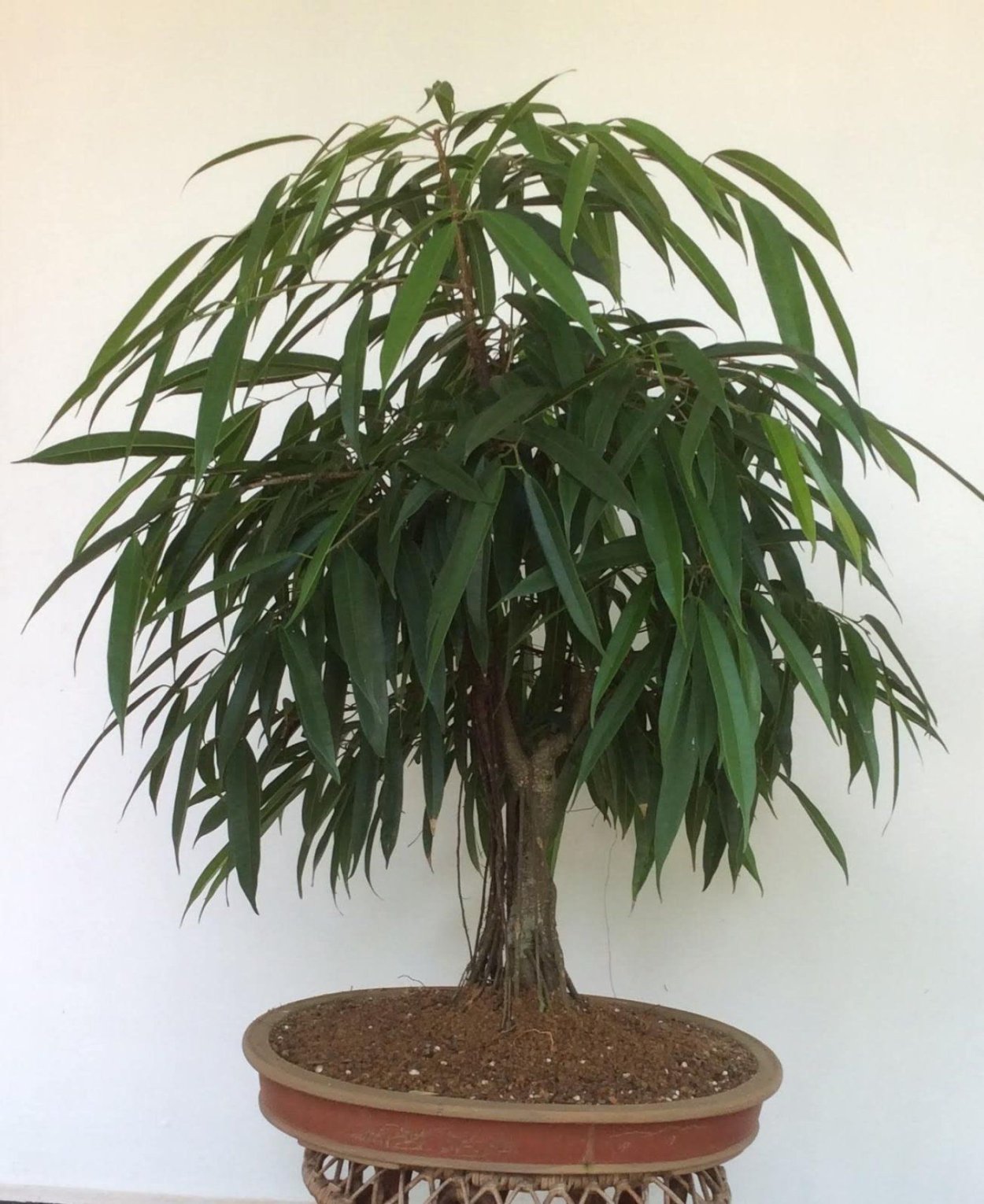 Фикус манговое дерево